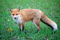 Verdächtiger Fuchs hatte Staupe - Vorsicht beim Hundespaziergang