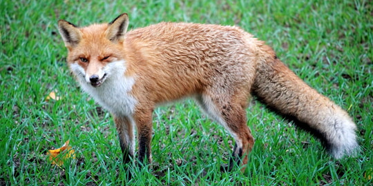 Verdächtiger Fuchs hatte Staupe - Vorsicht beim Hundespaziergang