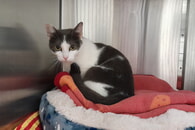Katze im Tierheim Ettlingen