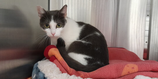 Symbolbild zur Katzenschutzverordnung