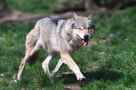 Ziegen zwischen Fischweier und Neurod gerissen / Wolfsichtung in Karlsbad-Spielberg / Zusammenhang noch unbestätigt