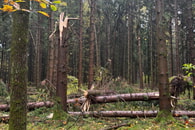 Unwetterwarnung vor Orkanböen - auf Waldbesuche verzichten !