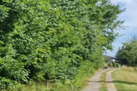 Pflege- und Aufwertungsmaßnahme an Heckenstreifen in Pfaffenrot