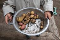 Kartoffelernte in der Kita – kleine Knollen, großes Erlebnis!