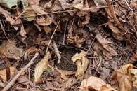 Wenn die Blätter fallen ...