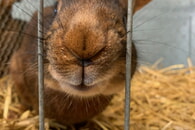 HERBSTFEST mit KLEINTIERAUSSTELLUNG
