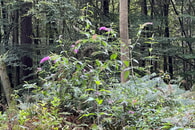 Sommerflieder (Buddleja) im Burbacher Staatswald entfernen – November 2025