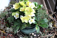 Weihnachtsw&uuml;nsche