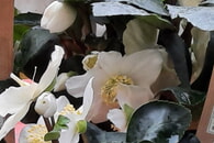 Weihnachts- und Neujahrsw&uuml;nsche