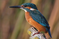 Die BUND-Art des Monats: Der Eisvogel 