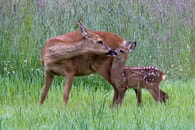 Brut- und Setzzeit als wichtigste Phase der Wildtiere
