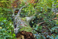 Ein gesunder Wald ist kein aufger&auml;umter Wald