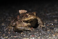 Die BUND-Art des Monats: Die Erdkr&ouml;te