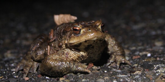 Die BUND-Art des Monats: Die Erdkr&ouml;te