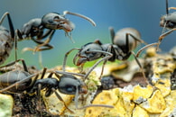 Ameisenart Tapinoma magnum in Karlsbad erstmals nachgewiesen