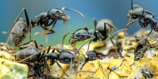 Ameisenart Tapinoma magnum in Karlsbad erstmals nachgewiesen