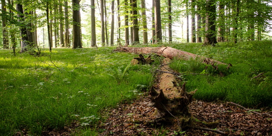  35 Jahre Waldentwicklung im Landkreis Karlsruhe - W&auml;lder werden laubholzreicher, bunter und naturn&auml;her