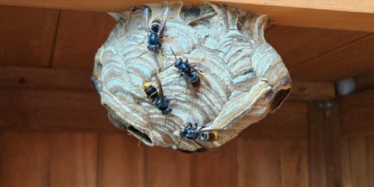 Prim&auml;rnest Asiatische Hornisse