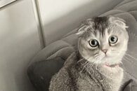 Das Landratsamt ver&ouml;ffentlicht den Jahresbericht Tierschutz 2025