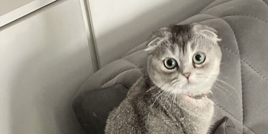 Das Landratsamt ver&ouml;ffentlicht den Jahresbericht Tierschutz 2025