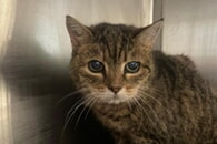Fundkatze im Tierheim Ettlingen