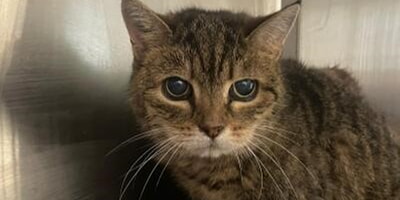 Fundkatze im Tierheim Ettlingen