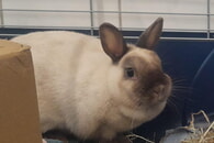 Zwei Fundkaninchen im Tierheim Ettlingen