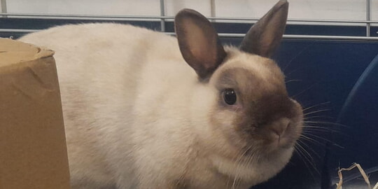 Zwei Fundkaninchen im Tierheim Ettlingen