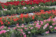 Erfolgreicher Blumenverkauf &ndash; Ein Tag voller Farbe und Freude