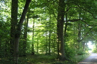 &Ouml;ffentlicher Waldbegang des Gemeinderates