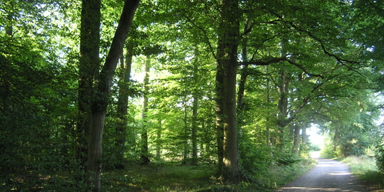 &Ouml;ffentlicher Waldbegang des Gemeinderates