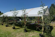 R&uuml;ckblick auf ein gut besuchtes Gartenfest des Obst- und Gartenbauvereins