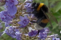 Nachrichten aus dem Kr&auml;utergarten: &Uuml;ber den M&ouml;nchspfeffer (Vitex agnus-castus)
