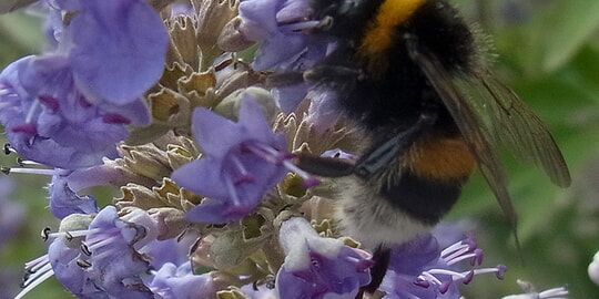 Nachrichten aus dem Kr&auml;utergarten: &Uuml;ber den M&ouml;nchspfeffer (Vitex agnus-castus)