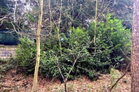 Entfernung von Lorbeerkirsche am R&ouml;merweg in Busenbach