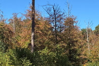D&uuml;rre wirkt sich auf den Wald im Landkreis Karlsruhe aus