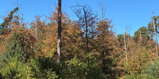 D&uuml;rre wirkt sich auf den Wald im Landkreis Karlsruhe aus