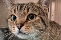 Fundkater im Tierheim Ettlingen