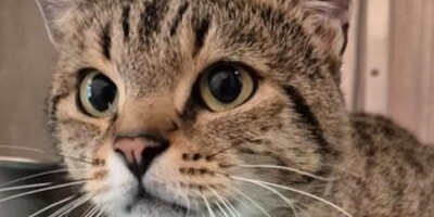 Fundkater im Tierheim Ettlingen