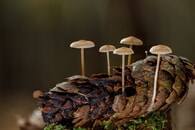 Verborgene Wunder
