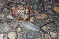 Die BUND-Art des Monats: Die Gefleckte Weinbergschnecke