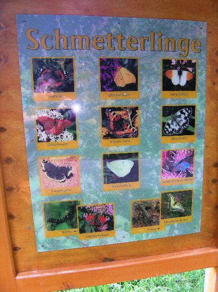 Schmetterlingsschild