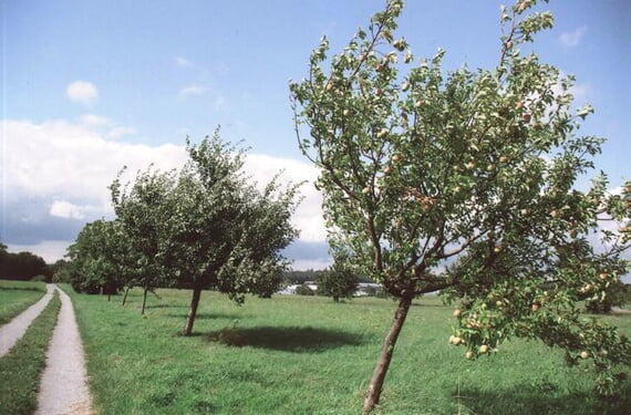 Streuobstwiesen